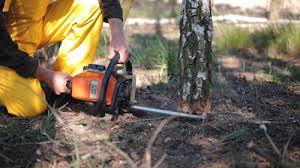 Best Seasonal Cleanup  in West Yellowstone, MT